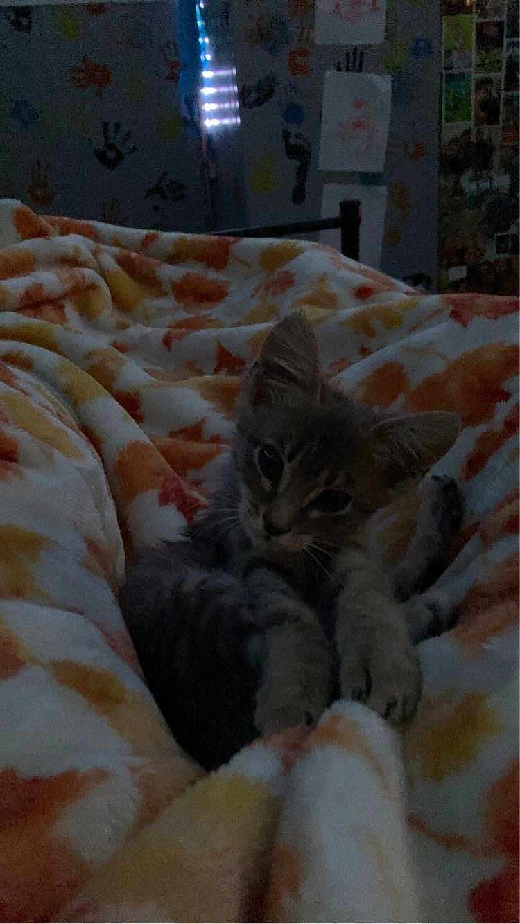 Clover joined the competition — help win amazing prizes! kitten, cat, blanket, bed, cozy, indoor, soft, warm, feline, animal, resting, cute, young, pet, fur, comfort, wall, handprints, dim_light, home