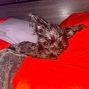 Kodak joined the competition — help win amazing prizes! animal, bed, blanket, companion, cozy, cute, dog, domestic_animal, ears, fur, gray_blanket, indoors, orange_blanket, pet, relaxed, resting, sleepy, snuggled, soft_texture, wooden_headboard