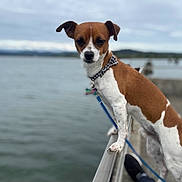 Knox Bandito joined the competition — help win amazing prizes! dog, brown, white, water, outdoor, railing, leash, collar, pet, canine, overcast, sky, blurred_background, focused_subject, standing, side_view, nature, animal, curious, quiet