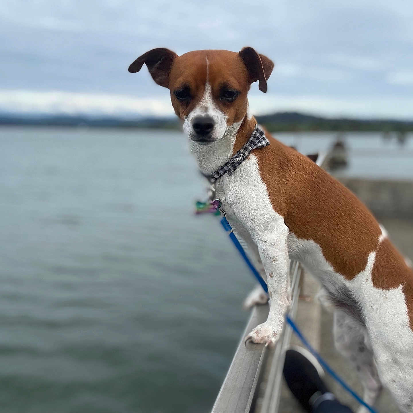 Knox Bandito joined the competition — help win amazing prizes! animal, blurred_background, brown, canine, collar, curious, dog, focused_subject, leash, nature, outdoor, overcast, pet, quiet, railing, side_view, sky, standing, water, white