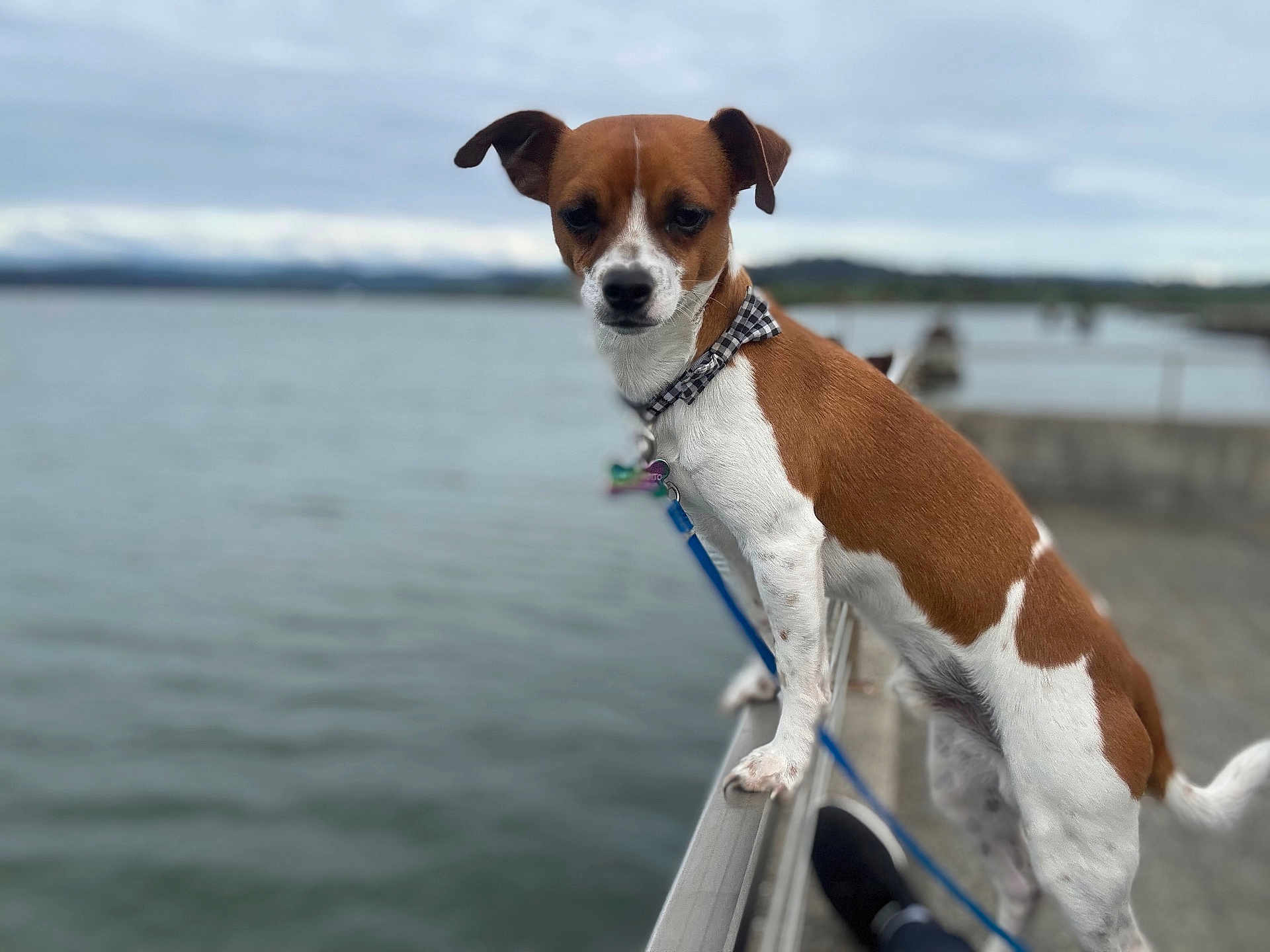 Knox Bandito joined the competition — help win amazing prizes! dog, brown, white, water, outdoor, railing, leash, collar, pet, canine, overcast, sky, blurred_background, focused_subject, standing, side_view, nature, animal, curious, quiet