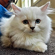 Marshmallow is registered to the contest to win money with this photo: kitten, cat, fluffy, white_cat, blue_eyes, whiskers, indoor, carpet, pet, animal, cute, feline, young_cat, closeup, portrait, domestic_cat, soft_fur, relaxed, lying_down, curious