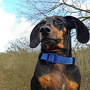 Opie joined the competition — help win amazing prizes! dog, dachshund, pet, collar, blue_collar, outdoor, nature, tree, sky, clouds, portrait, close_up, ears, nose, whiskers, brown_markings, black_coat, grass, sitting, animal
