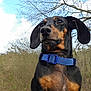 dog, dachshund, pet, collar, blue_collar, outdoor, nature, tree, sky, clouds, portrait, close_up, ears, nose, whiskers, brown_markings, black_coat, grass, sitting, animal