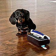 Schnitzel joined the competition — help win amazing prizes! americanfootball, americanfootballball, animal, ball, blade, canine, dagger, dog, dogbed, football, hardwood, hound, knife, pet, puppy, sport, stainedwood, text, weapon, wood