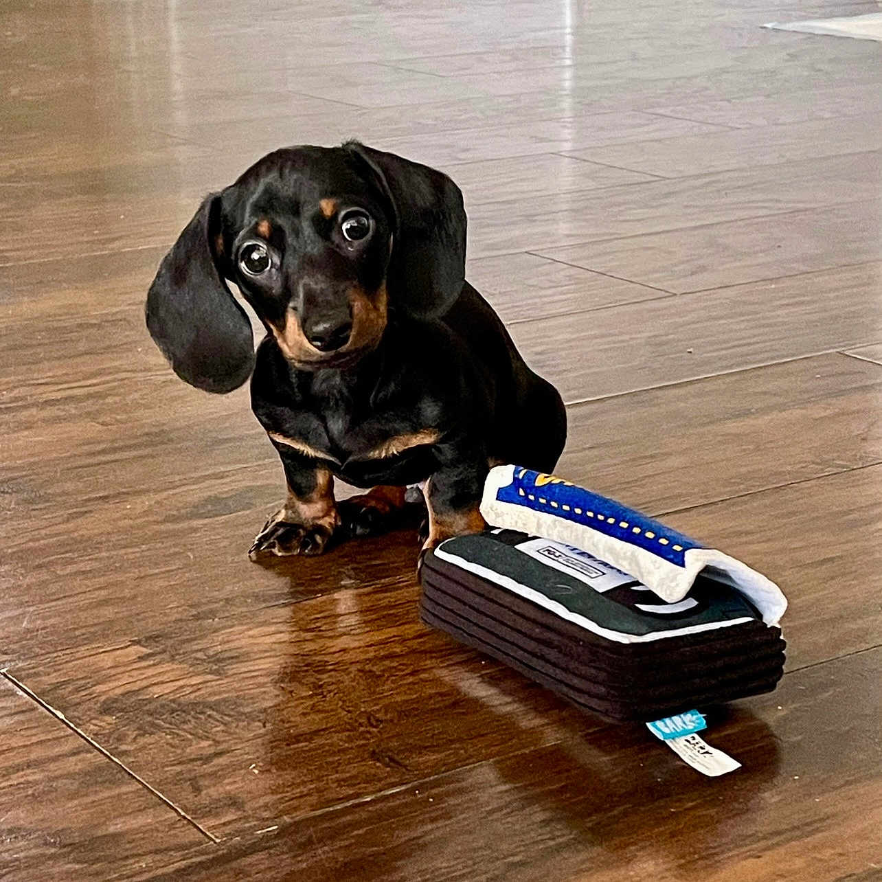 Schnitzel joined the competition — help win amazing prizes! americanfootball, americanfootballball, animal, ball, blade, canine, dagger, dog, dogbed, football, hardwood, hound, knife, pet, puppy, sport, stainedwood, text, weapon, wood