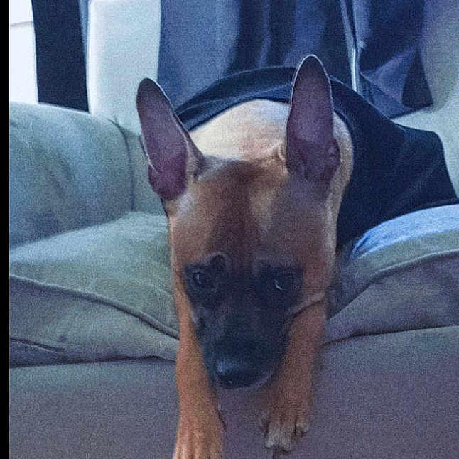 Nala