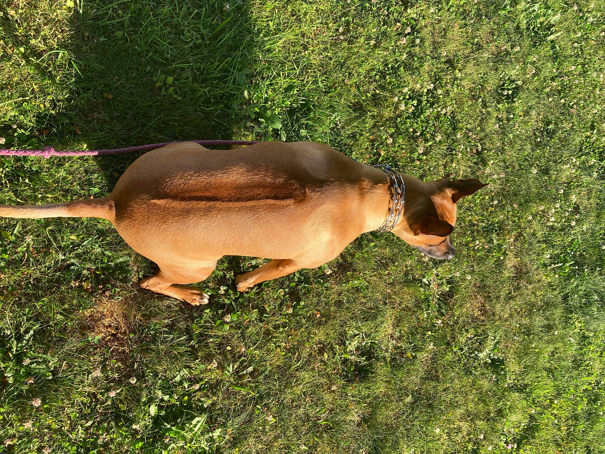 Nala is registered to the contest to win money with this photo: antelope, bat, canidae, deer, fawn, grass, grassland, grazing, kangaroo, landscape, livestock, macropodidae, marsupial, pasture, plant, red_kangaroo, snout, tail, terrestrial_animal, wildlife