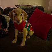 Maeva is registered to the contest to win money with this photo: puppy, dog, sweater, couch, pillow, indoor, pet, young_dog, holiday, festive, cute, animal, cozy, fur, sitting, domestic_animal, living_room, red, green, soft_furniture