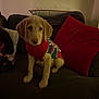 puppy, dog, sweater, couch, pillow, indoor, pet, young_dog, holiday, festive, cute, animal, cozy, fur, sitting, domestic_animal, living_room, red, green, soft_furniture