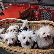 Béatrice Mangeot participe au concours pour gagner de l'argent avec cette photo : animal, basket, chair, closeup, companion, curious, cute, dog, domestic_animal, fluffy, furniture, group, home, indoor, kitchen, pet, resting, table, white_dog, wicker