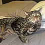 Toby joined the competition — help win amazing prizes! cat, tabby, pet, animal, bed, bedding, pillow, indoor, feline, fur, whiskers, paw, resting, striped, cute, sleepy, cozy, domestic, mammal, relaxed
