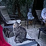 cat, tabby_cat, outdoor, patio, chair, furniture, buddha_statue, tree, leaves, fence, person_partial, table, stone_floor, pet, animal, curious, sitting, relaxing, evening, calm