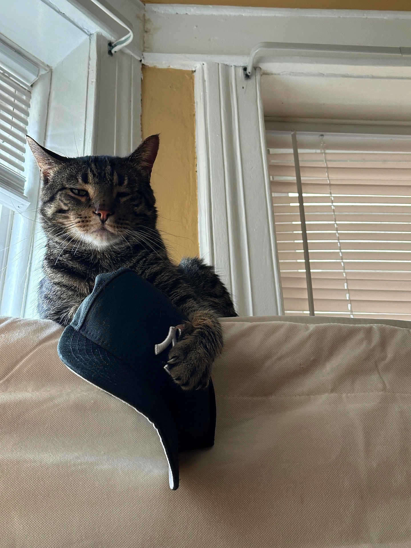 Toby is registered to the contest to win money with this photo: cat, tabby_cat, baseball_cap, paw, couch, window, blinds, indoor, pet, animal, feline, fur, whiskers, relaxed, home, resting, looking, light, shadow, casual