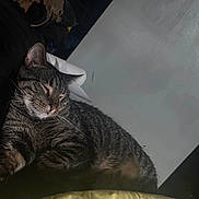 Toby joined the competition — help win amazing prizes! cat, tabby_cat, sleeping, bed, blanket, indoor, pet, feline, resting, cozy, fur, whiskers, domestic_animal, striped, animal, relaxation, home, comfort, nap, quiet