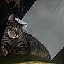 cat, tabby_cat, sleeping, bed, blanket, indoor, pet, feline, resting, cozy, fur, whiskers, domestic_animal, striped, animal, relaxation, home, comfort, nap, quiet