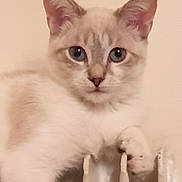 Perle participe au concours pour gagner de l'argent avec cette photo : cat, kitten, blue_eyes, radiator, indoor, pet, animal, fur, whiskers, paw, curious, looking, close_up, mammal, young, domestic, cute, feline, relaxed, beige_background