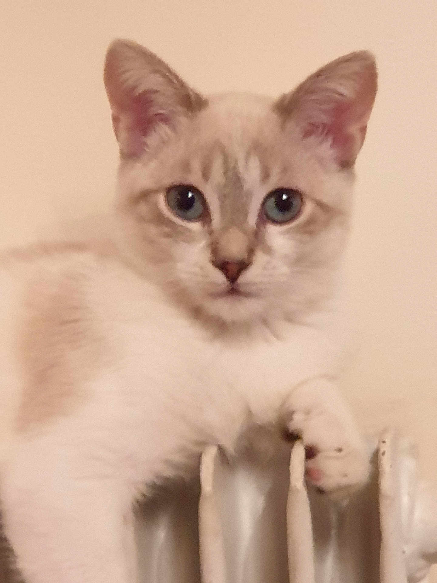 Perle participe au concours pour gagner de l'argent avec cette photo : cat, kitten, blue_eyes, radiator, indoor, pet, animal, fur, whiskers, paw, curious, looking, close_up, mammal, young, domestic, cute, feline, relaxed, beige_background