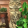 cat, tabby, fluffy, indoor, plant, potted_plant, succulent, teddy_bear, green_leaves, wooden_background, shelf, pet, feline, animal, cute, fur, whiskers, eyes, sitting, decor