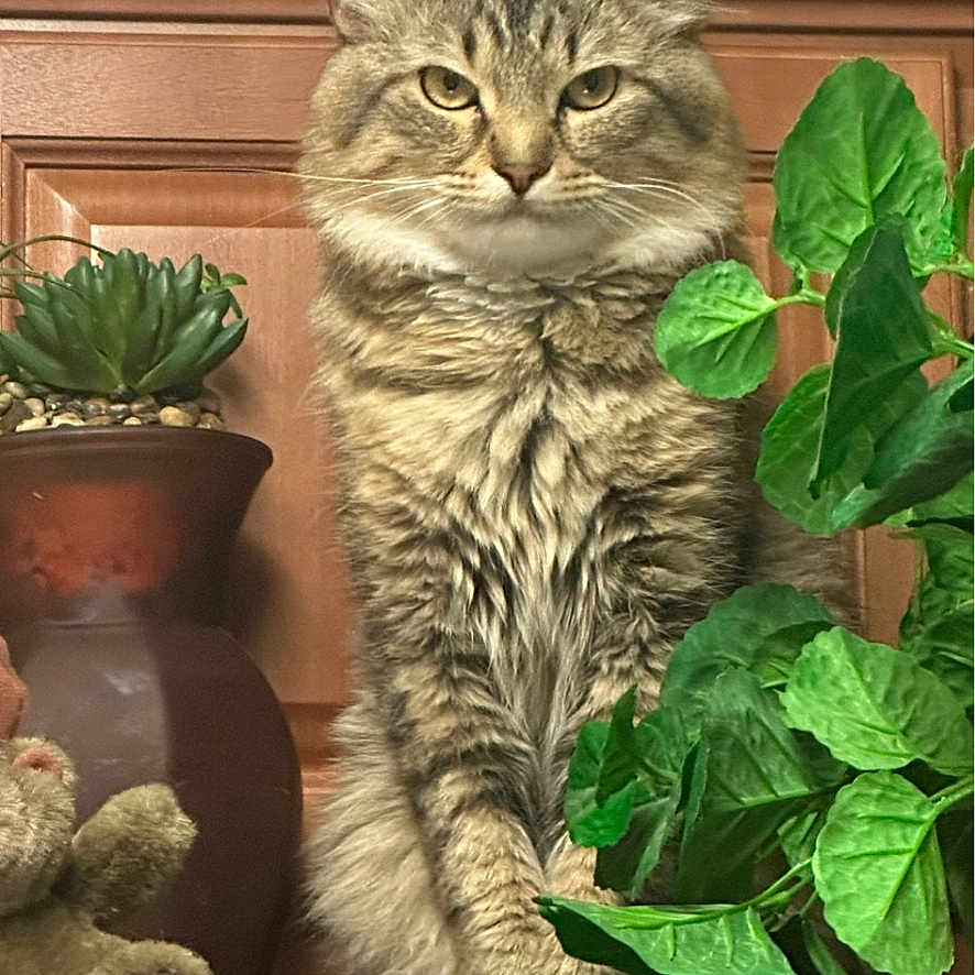 Moses is registered to the contest to win money with this photo: animal, cat, cute, decor, eyes, feline, fluffy, fur, green_leaves, indoor, pet, plant, potted_plant, shelf, sitting, succulent, tabby, teddy_bear, whiskers, wooden_background