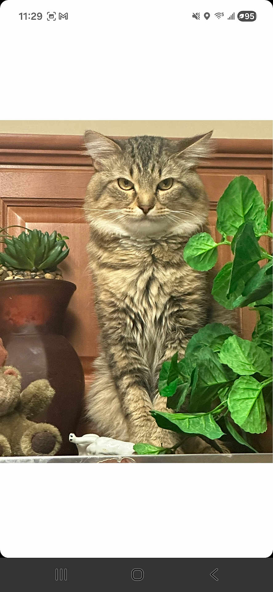 Moses is registered to the contest to win money with this photo: cat, tabby, fluffy, indoor, plant, potted_plant, succulent, teddy_bear, green_leaves, wooden_background, shelf, pet, feline, animal, cute, fur, whiskers, eyes, sitting, decor