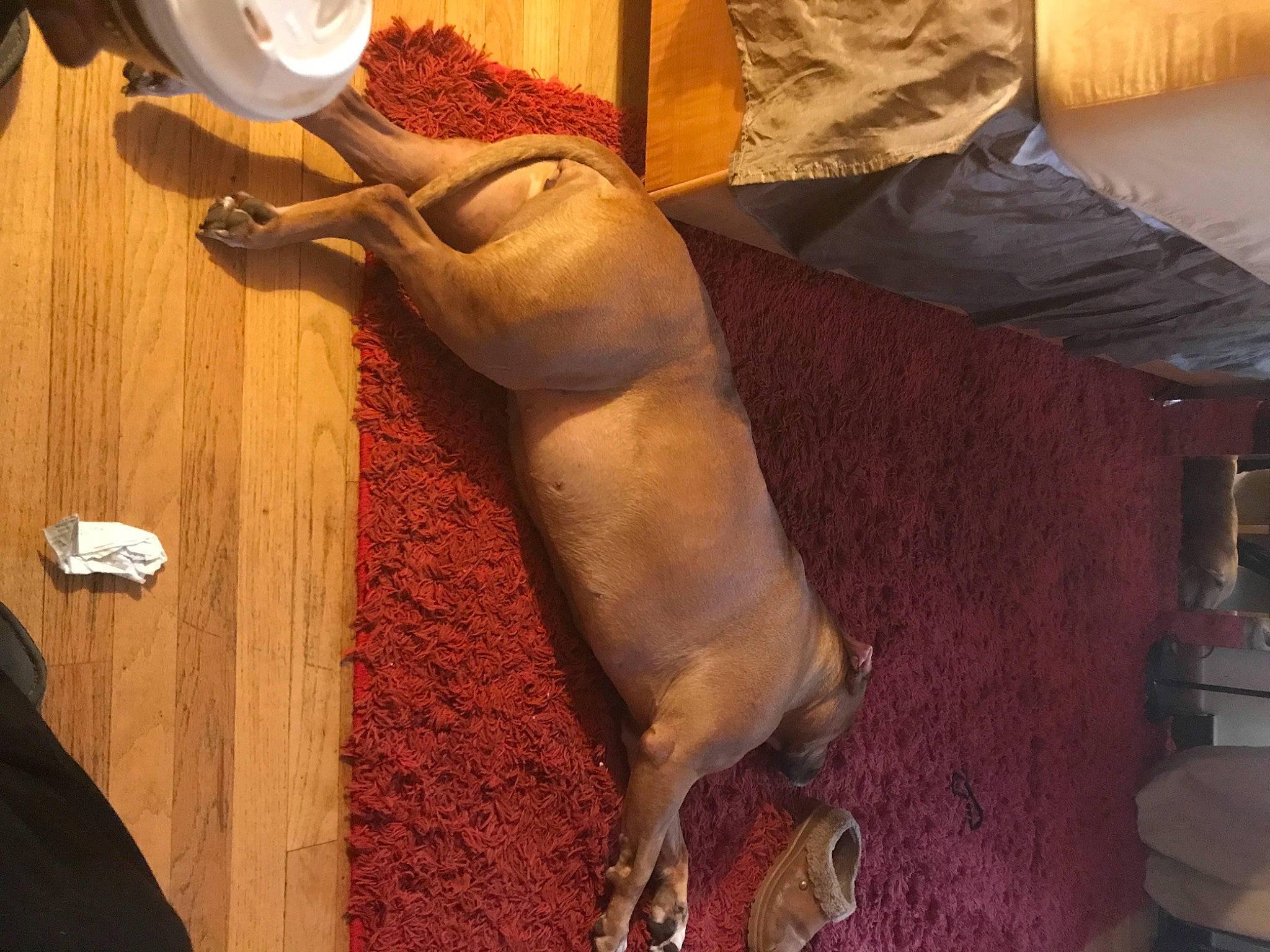 Mia is registered to the contest to win money with this photo: art, carnivore, comfort, companion_dog, couch, dog, dog_breed, fawn, felidae, floor, flooring, hardwood, human_leg, liver, mammal, sculpture, snout, tail, wood, working_animal