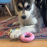 Asuka a rejoint le concours — aidez-le/la à gagner de superbes lots ! puppy, dog, indoor, toy, pink, donut, paw, carpet, floor, furniture, chair, wooden_floor, cute, pet, animal, playing, young, ears, fur, looking