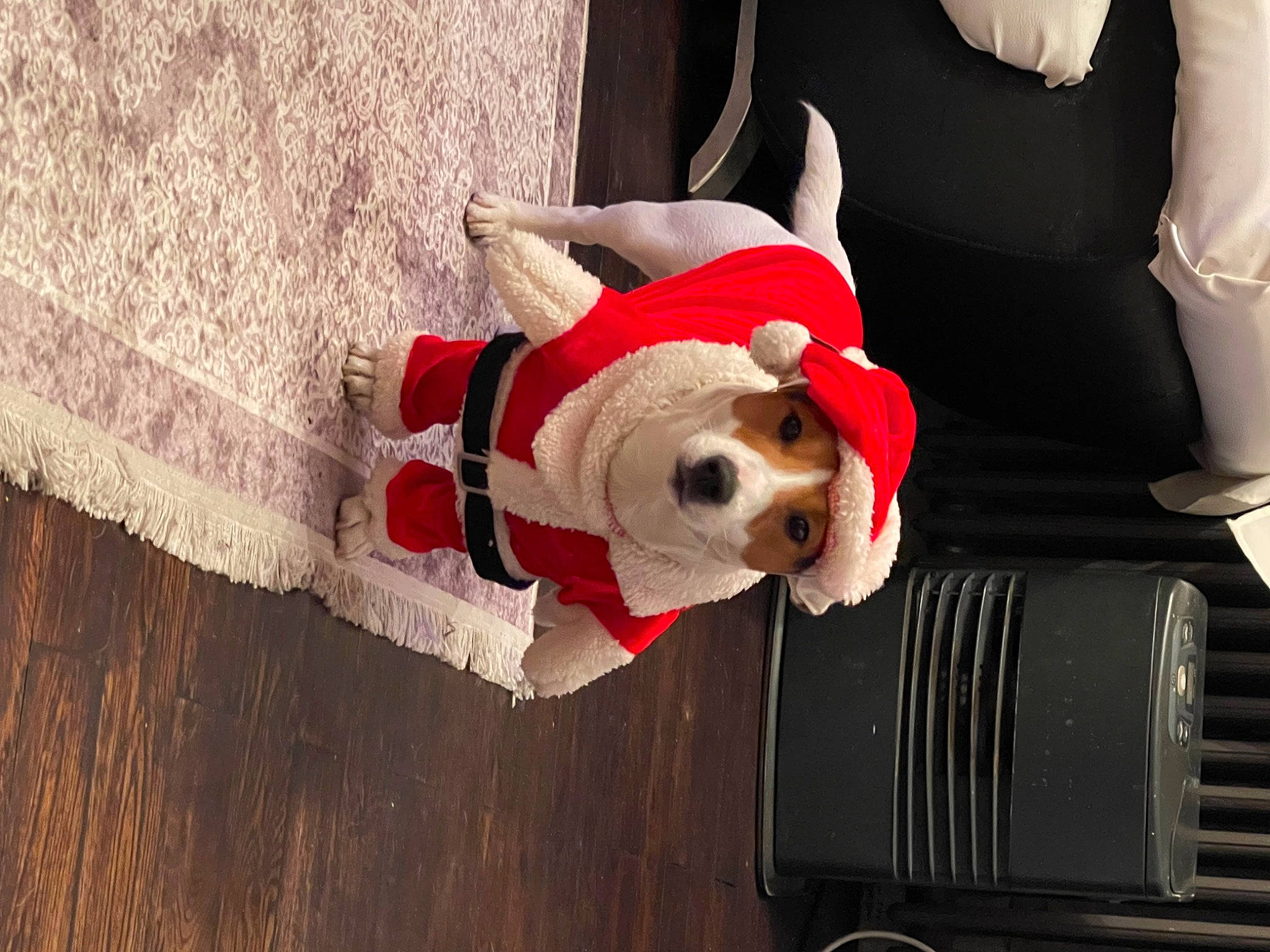 Pipo a rejoint le concours — aidez-le/la à gagner de superbes lots ! canidae, carmine, carnivore, companion_dog, dog, dog_breed, dog_clothes, dog_supply, fawn, fedora, football, fur, mascot, santa_claus, snout, sporting_group, stuffed_toy, toy, wood, working_animal