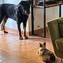 Gigi participe au concours pour gagner de l'argent avec cette photo : dog, cat, indoor, tile_floor, furniture, armchair, console_table, pet, animal, floor, curious, relaxed, domestic, household, brown, black, white, ears, tail, room