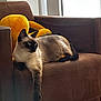 Gigi a rejoint le concours — aidez-le/la à gagner de superbes lots ! siamese_cat, cat, pet, animal, feline, indoor, armchair, furniture, plush_toy, yellow, brown, window, natural_light, relaxed, paw, sitting, domestic, cozy, home, quiet