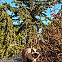 siamese_cat, cat, animal, outdoor, nature, tree, bush, sunlight, wooden_path, blue_sky, greenery, pet, feline, walking, daylight, leaf, branch, mammal, wildlife, flora