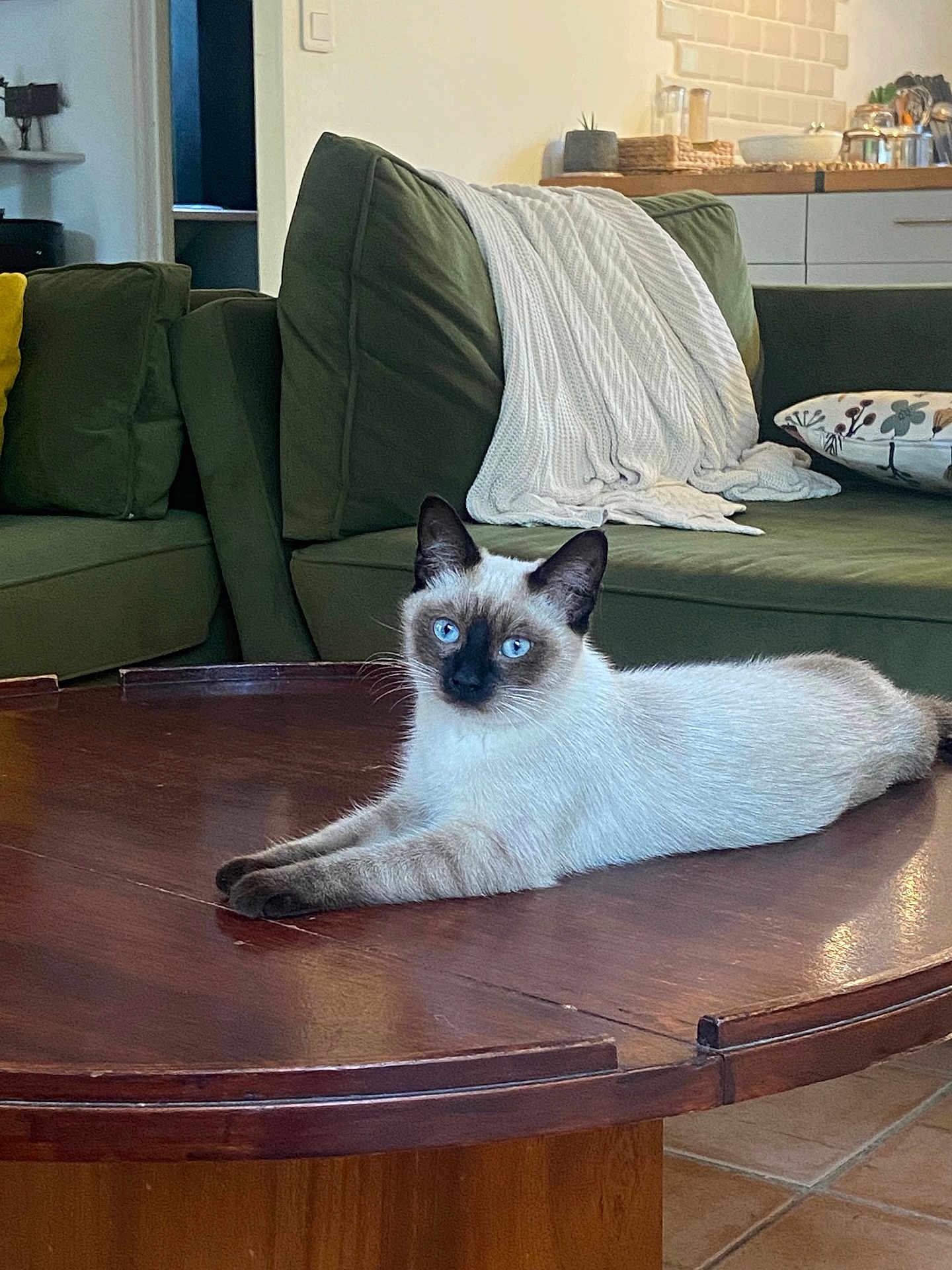 Gigi participe au concours pour gagner de l'argent avec cette photo : cat, siamese_cat, blue_eyes, coffee_table, wooden_table, green_couch, throw_blanket, decorative_pillow, living_room, indoor, furniture, pet, animal, relaxed, laying_down, home_decor, cozy, domestic, floor_tiles, quiet