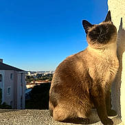 Gigi participe au concours pour gagner de l'argent avec cette photo : cat, siamese_cat, sunlight, balcony, blue_sky, cityscape, outdoor, wall, animal, pet, fur, texture, daylight, peaceful, sitting, shadow, building, nature, closeup, mammal
