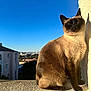cat, siamese_cat, sunlight, balcony, blue_sky, cityscape, outdoor, wall, animal, pet, fur, texture, daylight, peaceful, sitting, shadow, building, nature, closeup, mammal