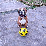 Oslo a rejoint le concours — aidez-le/la à gagner de superbes lots ! dog, boxer_dog, brown_dog, sitting, soccer_ball, yellow_ball, worn_ball, concrete, stone_pavement, outdoor, grass, drain, collar, open_mouth, tongue, front_paws, pet, playful, centered_subject, yard