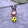 dog, boxer_dog, brown_dog, sitting, soccer_ball, yellow_ball, worn_ball, concrete, stone_pavement, outdoor, grass, drain, collar, open_mouth, tongue, front_paws, pet, playful, centered_subject, yard