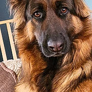 Willow joined the competition — help win amazing prizes! dog, german_shepherd, pet, animal, fur, ears, eyes, nose, indoor, couch, blanket, brown, black, portrait, closeup, relaxed, companion, domestic, canine, home