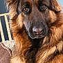 dog, german_shepherd, pet, animal, fur, ears, eyes, nose, indoor, couch, blanket, brown, black, portrait, closeup, relaxed, companion, domestic, canine, home