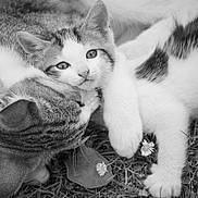 Vola a rejoint le concours — aidez-le/la à gagner de superbes lots ! kitten, cat, animal, pet, feline, snuggling, grass, flower, nature, closeup, black_and_white, cute, young, playful, outdoor, fur, whiskers, paw, sleepy, affection