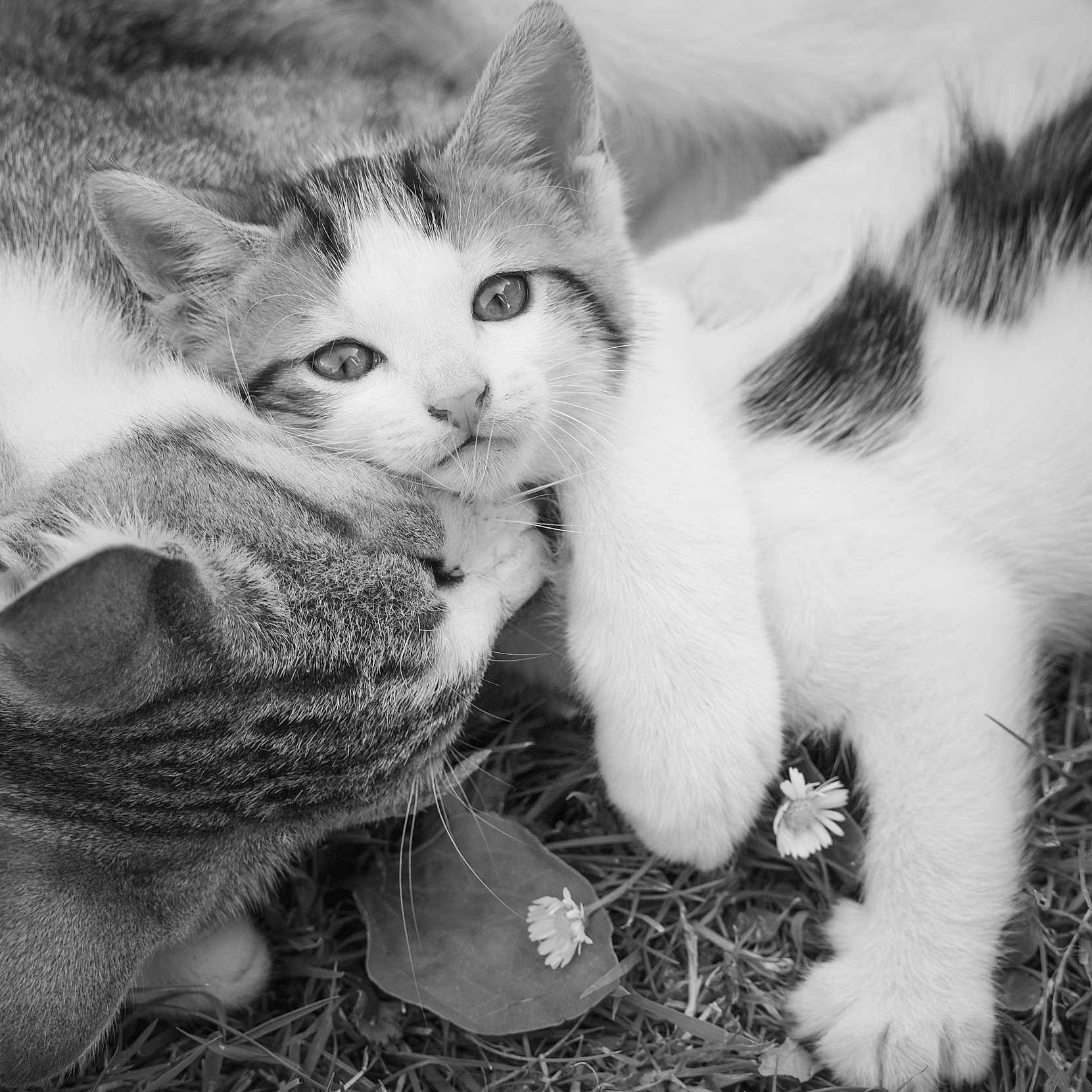Vola a rejoint le concours — aidez-le/la à gagner de superbes lots ! affection, animal, black_and_white, cat, closeup, cute, feline, flower, fur, grass, kitten, nature, outdoor, paw, pet, playful, sleepy, snuggling, whiskers, young