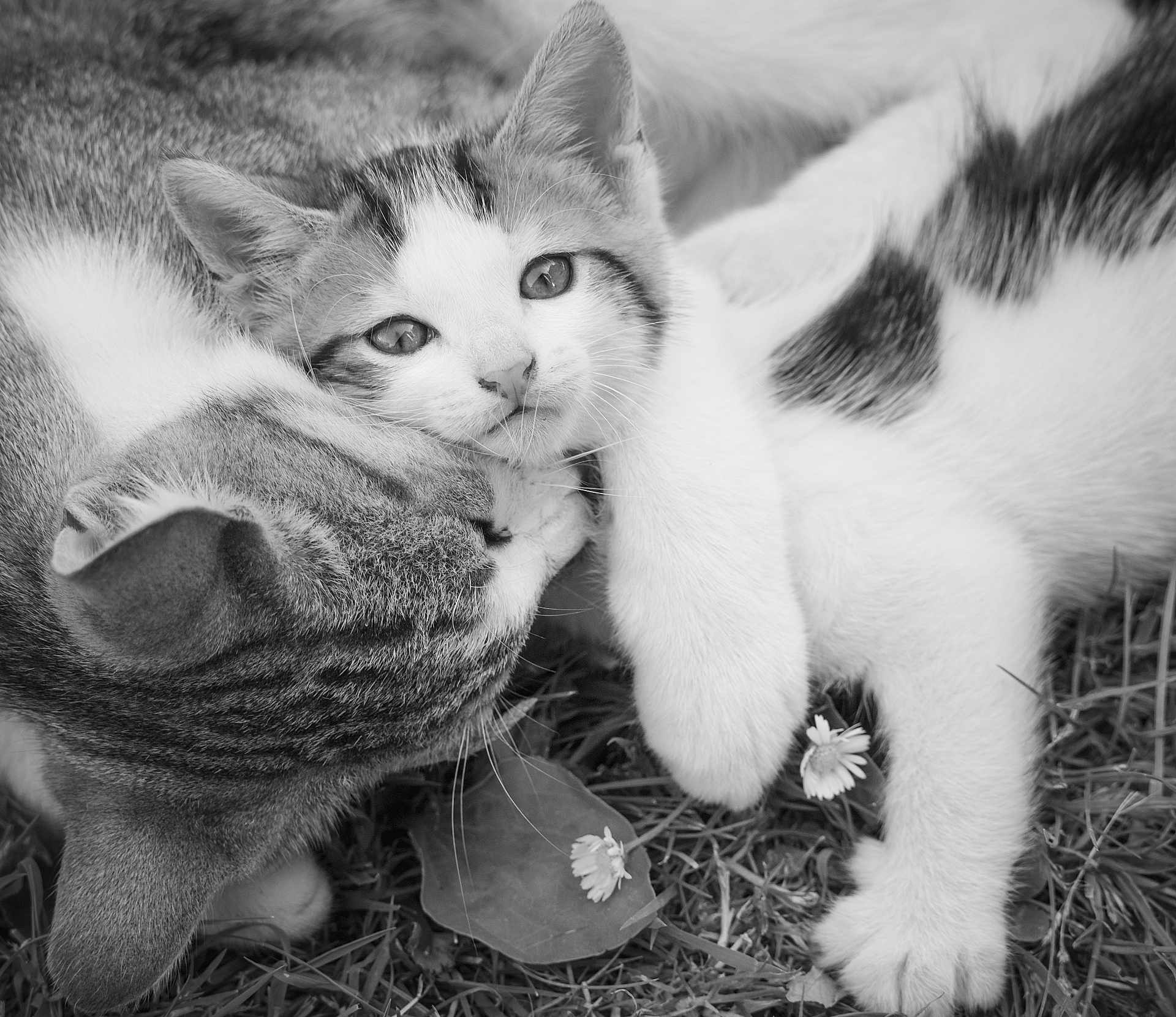 Vola a rejoint le concours — aidez-le/la à gagner de superbes lots ! kitten, cat, animal, pet, feline, snuggling, grass, flower, nature, closeup, black_and_white, cute, young, playful, outdoor, fur, whiskers, paw, sleepy, affection