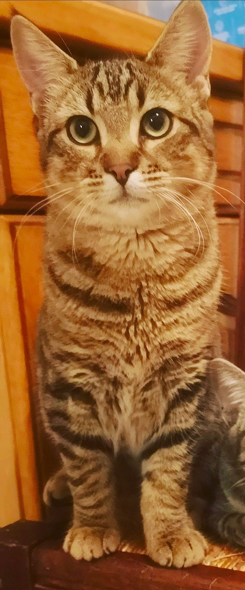 Forrest participe au concours pour gagner de l'argent avec cette photo : american_shorthair, american_wirehair, arabian_mau, asian, australian_mist, california_spangled, carnivore, cat, domestic_short_haired_cat, dragon_li, european_shorthair, felidae, mammal, ocicat, pixie_bob, scottish_fold, small_to_medium_sized_cats, tabby_cat, vertebrate, whiskers