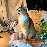 Richard is registered to the contest to win money with this photo: animal, blanket, books, cat, cozy, curtains, cushion, domestic, fur, furniture, home, indoors, orange_cat, pet, plant, relaxing, soft_light, white_cat, wooden_floor, yawning_cat