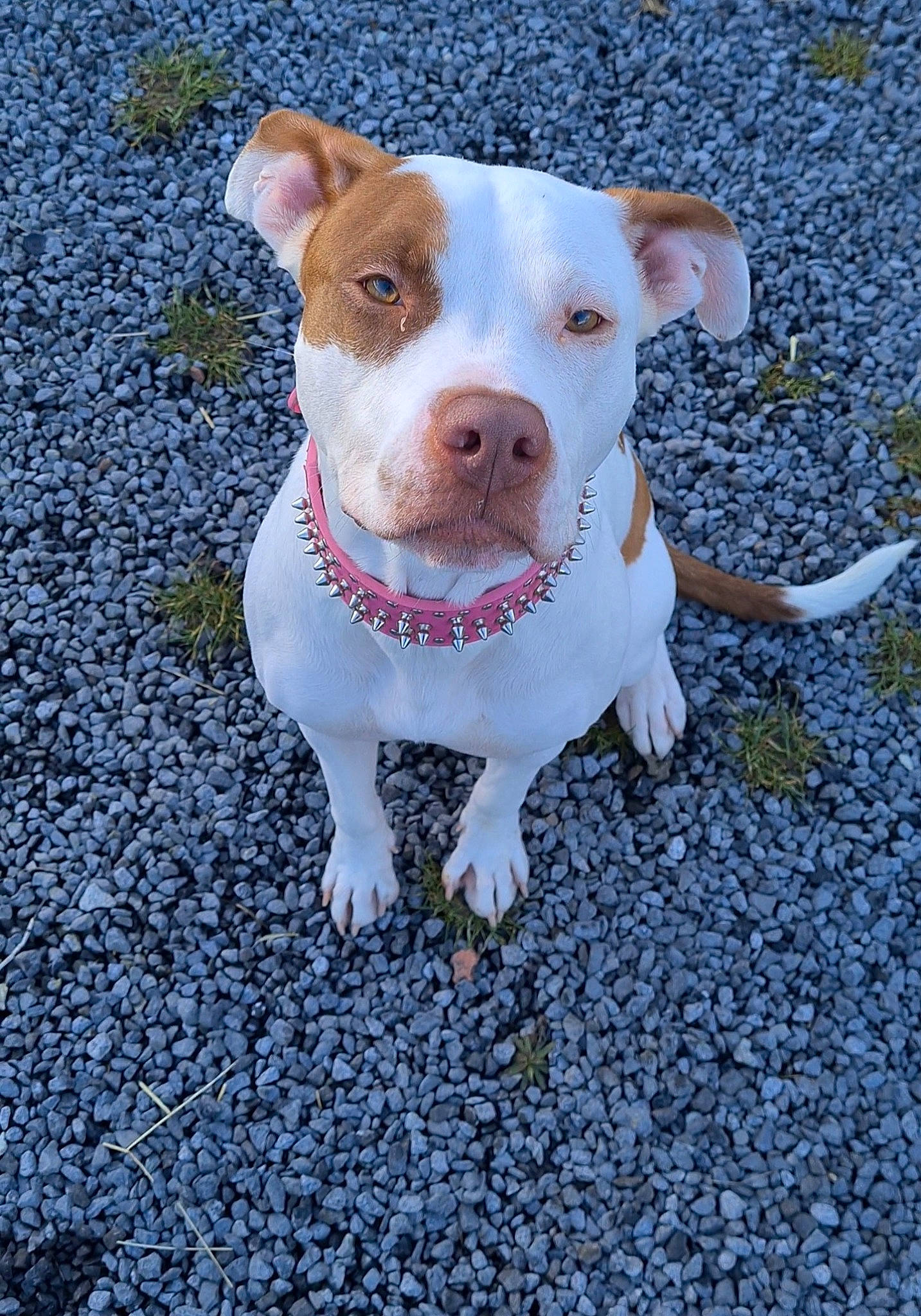 Venus a rejoint le concours — aidez-le/la à gagner de superbes lots ! asphalt, canidae, carnivore, collar, companion_dog, concrete, dog, dog_breed, dog_collar, fawn, leash, non_sporting_group, paw, road_surface, soil, sporting_group, tar, terrier, whiskers, working_animal