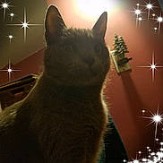 Greyson is registered to the contest to win money with this photo: black_cat, carnivore, cat, chartreux, christmas, christmas_lights, christmas_tree, darkness, felidae, fur, light, nebelung, night, russian_blue, sky, small_to_medium_sized_cats, tail, tree, whiskers