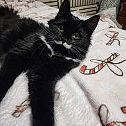 Bootie joined the competition — help win amazing prizes! bedding, bedroom, black_cat, blanket, candy_cane_pattern, cat, close_up, cozy, feline, fur, green_eyes, home_furniture, indoor, looking_at_camera, paw, pet, portrait, relaxed, tuxedo_cat, whiskers