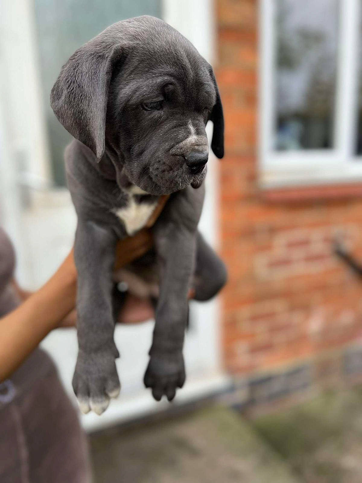 Arya is registered to the contest to win money with this photo: ancient_dog_breeds, canidae, carnivore, companion_dog, dog, dog_breed, fawn, guard_dog, non_sporting_group, snout, sporting_group, terrestrial_animal, toy_dog, window, wood, working_animal, working_dog, wrinkle