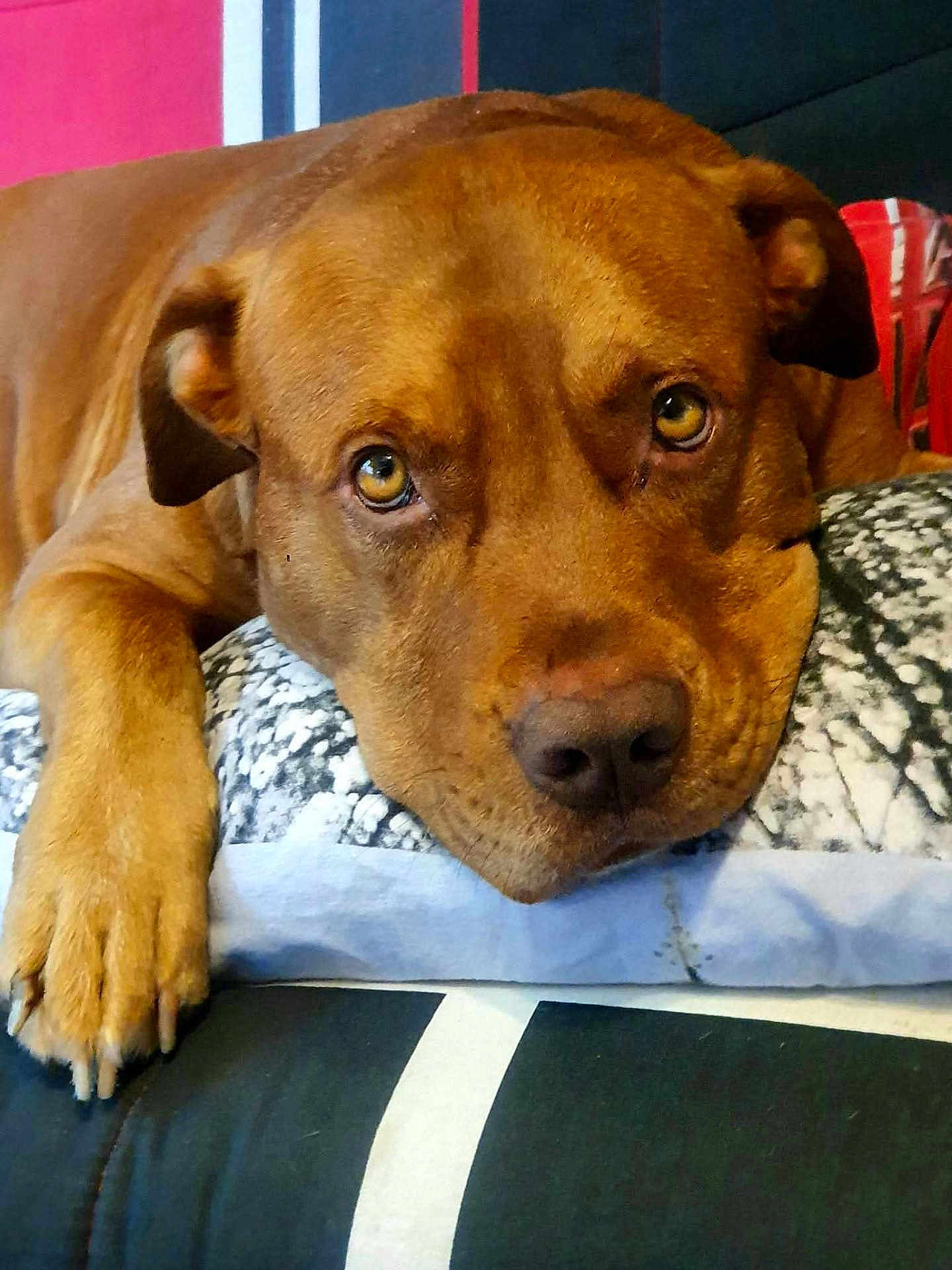 Binckly Binckly participe au concours pour gagner de l'argent avec cette photo : dog, brown_dog, pet, canine, resting, pillow, indoor, close_up, face, paw, fur, looking, expression, animal, mammal, cute, relaxed, companion, home, couch