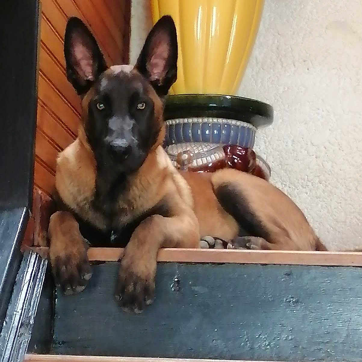 Stan