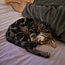Sheldon joined the competition — help win amazing prizes! bed, bedroom, bedsheet, cat, cozy, curled_up, domestic, fur, human_leg, indoors, nap, paws, pet, resting, shorts, sleeping, striped_fur, tabby_cat, tail, whiskers
